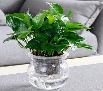 速戳！宁波海曙花卉租赁哪家好的精选推荐！